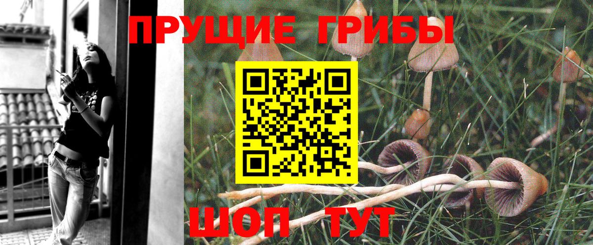 Сокол  Галлюциногенные грибы MAGIC MUSHROOMS  Вход с VPN 